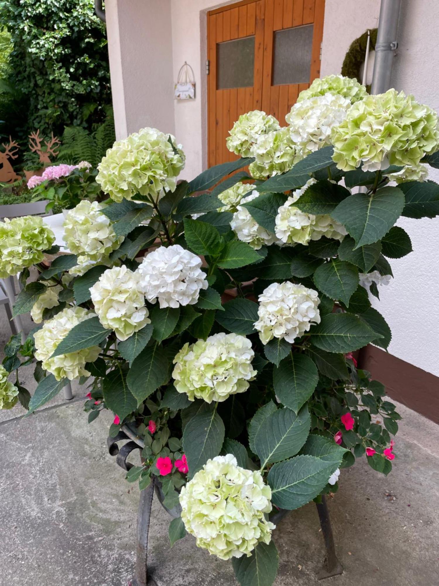 Dörrenbach 板栗林旅馆酒店 外观 照片